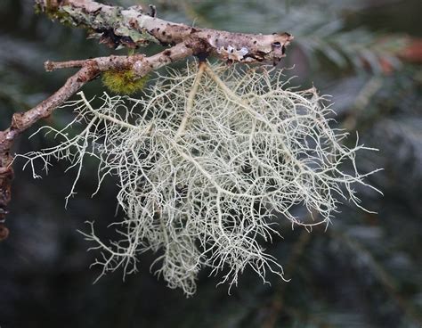 The Magical Properties of Lichen: How It Impacts Your Sleep